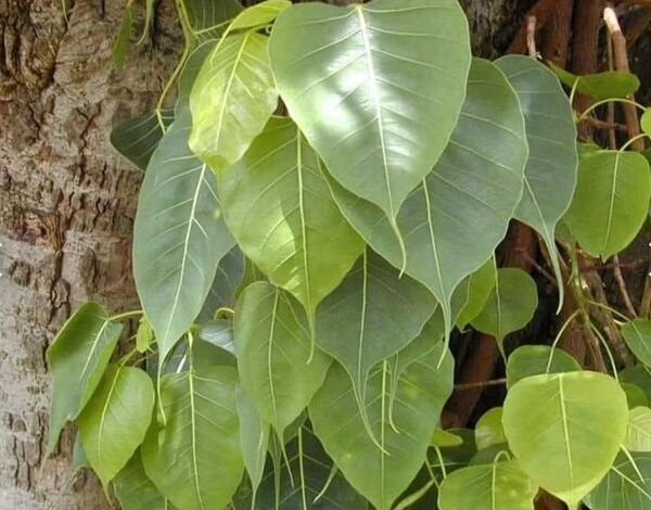 जब वायुमण्डल में रिफ्रेशर ही नहीं रहेगा तो बढ़ेगी गर्मी