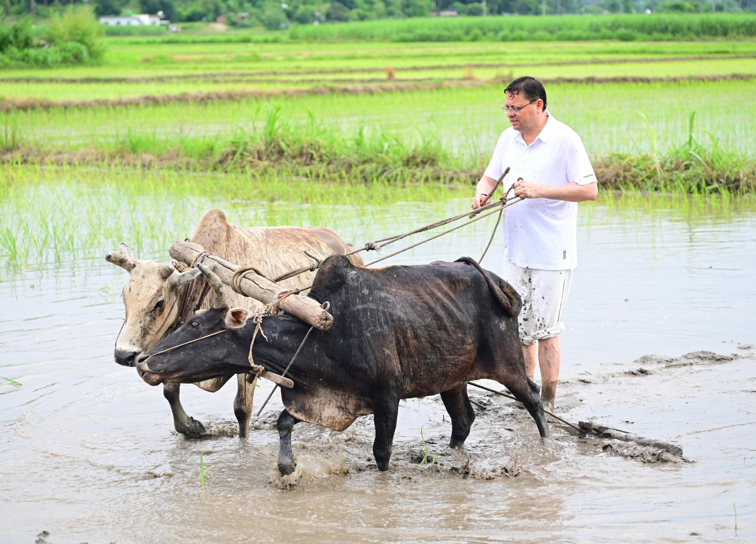 मुख्यमंत्री धामी ने खटीमा में की धान रोपाई, किसानों के श्रम को किया नमन