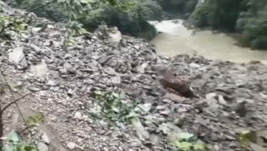 सड़क धंसने से रुकी केदारनाथ यात्रा, प्रशासन ने लगाया रोक