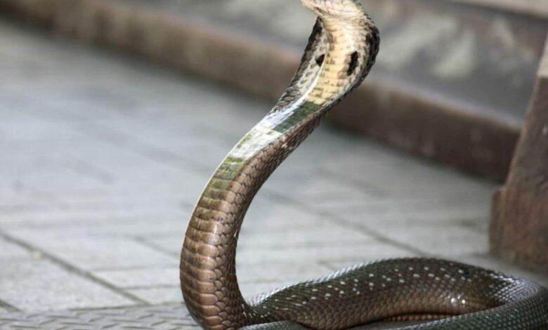 कानपुर: महिला ने लगाया गंभीर आरोप, बोली- पति और ससुरालवालों ने साँप के ज़रिए मारने की रची साजिश कानपुर: महिला ने लगाया गंभीर आरोप, बोली- पति और ससुरालवालों ने साँप के ज़रिए मारने की रची साजिश