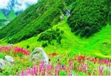 कम आए देशी पर्यटक, घटा कारोबार: फूलों की घाटी बंद होते ही पर्यटक सीजन पर पड़ी ठंड कम आए देशी पर्यटक, घटा कारोबार: फूलों की घाटी बंद होते ही पर्यटक सीजन पर पड़ी ठंड