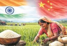 2025 में भारत ने रचा इतिहास, चावल उत्पादन में चीन को दी मात